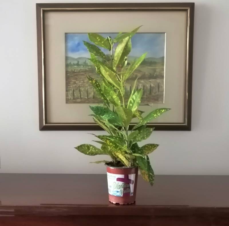 plantica